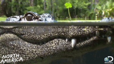 alligator gif